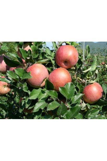 Яблуня домашня Фуджі Фубракс фото